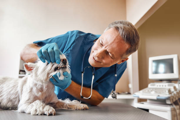 Best Urgent Dental Care in East Lake, FL